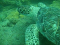   Saw this sea turtle off pompano beach Florida was resting bottom about 20 feet deep. intresting because we swam directly nest beach. looked us curiously cute too. deep too  
